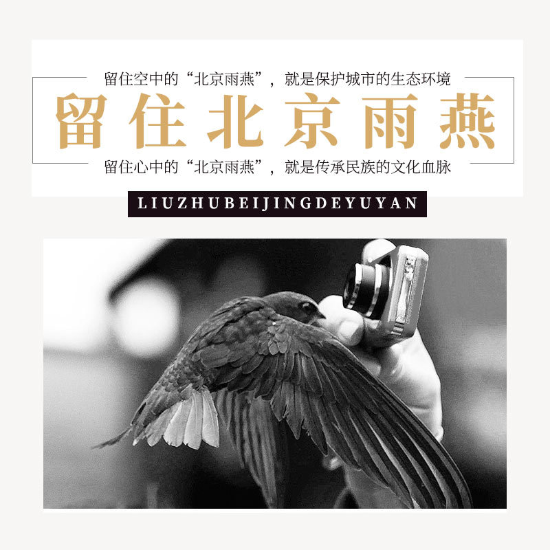 留住北京雨燕