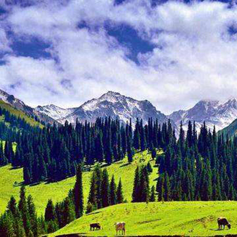 把新疆说给你听