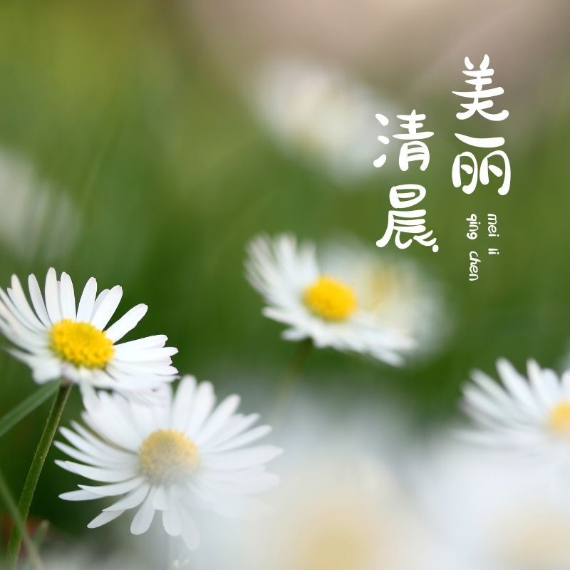 美丽清晨（典藏版）