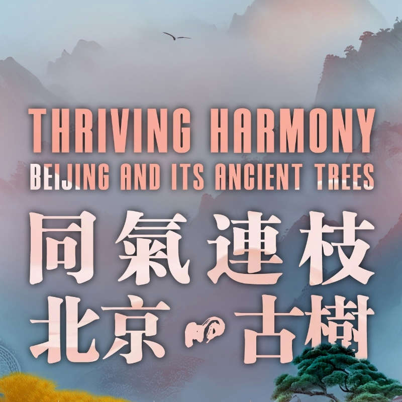 同气连枝 北京的古树