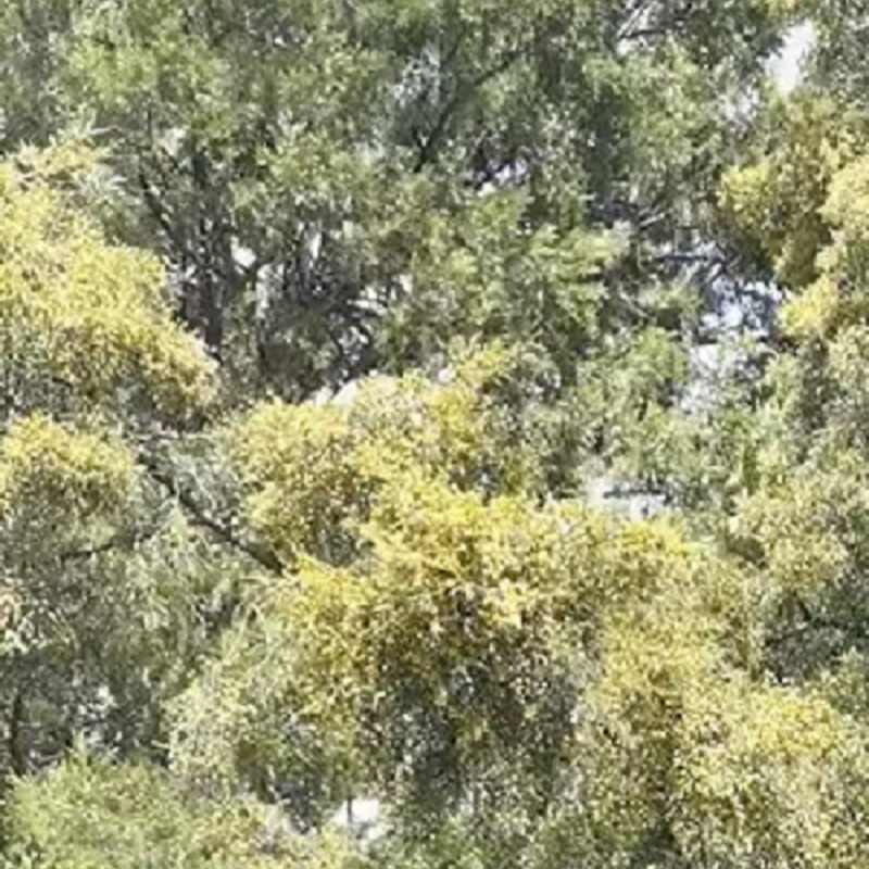 ”花粉头子“圆柏能否一砍了之