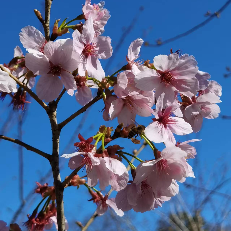 “晋”园”旭“花第二季之春花如此多娇
