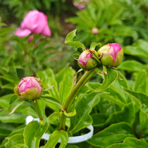 静待花开慢直播